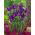 Irys holenderski Purple Sensation - 10 cebulek
