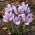 Krokus Sativus - Szafran! - 10 szt.