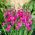 Mieczyk bizantyjski - Gladiolus Byzantinus - 10 szt.