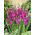Mieczyk bizantyjski - Gladiolus Byzantinus - 10 szt.