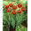 Tulipan Allegretto - 5 cebulek