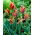 Tulipan Artist - 5 cebulek