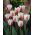 Tulipan Beau Monde - opak. 5 szt.