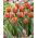 Tulipan Brown Sugar - opak. 5 szt.