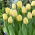 Tulipan Creme Flag - 5 szt.