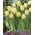 Tulipan Creme Flag - 5 szt.