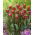 Tulipan Elegant Crown - 5 szt.