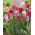 Tulipan Hemisphere - 5 szt.