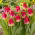 Tulipan Match - opak. 5 szt.