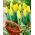 Tulipan Mini Star - opak. 5 szt.