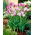 Tulipan Modern Style - 5 szt.