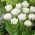 Tulipan Mount Tacoma - 5 cebulek