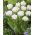 Tulipan Mount Tacoma - 5 cebulek