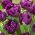 Tulipan Negrita Double - opak. 5 szt.