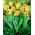 Tulipan Parrot King - opak. 5 szt.