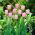 Tulipan Pink Diamond - opak. 5 szt.