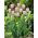 Tulipan Pink Diamond - opak. 5 szt.