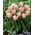 Tulipan Rejoyce - opak. 5 szt.