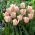 Tulipan Rejoyce - opak. 5 szt.