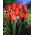 Tulipan Temple of Beauty - opak. 5 szt.