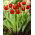 Tulipan Verandi - opak. 5 szt.