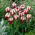 Tulipan Zurel - opak. 5 szt.
