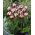 Tulipan Zurel - opak. 5 szt.