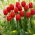 Tulipan czerwony Red - 5 cebulek