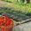 Folia perforowana do ściółkowania truskawek - 1,4 m x 10 m