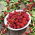 Komosa rózgowa - Strawberry Sticks - 120 nasion