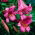 Lilia trąbkowa Pink Perfection - 1 cebula