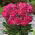 Piwonia, Paeonia - Patio London - niska, doniczkowa - 1 kłącze