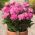 Piwonia, Paeonia - Patio Rome - niska, doniczkowa - 1 kłącze