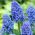 Szafirek Muscari Blue Spike - duża paczka - 100 szt.