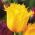 Tulipan Hamilton - 5 cebulek
