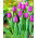 Tulipan Negrita - opak. 5 szt.