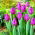 Tulipan Negrita - opak. 5 szt.
