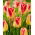 Tulipan Candy Corner - opak. 5 szt.