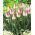 Tulipan Innuendo - opak. 5 szt.