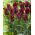 Tulipan Lasting Love - opak. 5 szt.