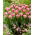 Tulipan Vogue - opak. 5 szt.