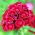 Goździk brodaty Scarlet Beauty - szkarłatny - 450 nasion