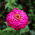 Cynia wytworna Liliput Rose Gem różowa
