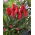 Tulipan niski czerwony - Greigii red - 5 cebulek