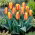 Tulipan niski czerwono-żółty - Greigii red-yellow - 5 cebulek