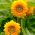 Słonecznik ozdobny średnio-wysoki półpełny
