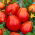 Pomidor – wysoki Red Pear - 120 nasion