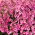 Diaskia Pink Queen - 450 nasion