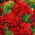 Goździk brodaty Scarlet Beauty - szkarłatny - 450 nasion