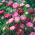 Aster karłowy - Ribbon Red - czerwony